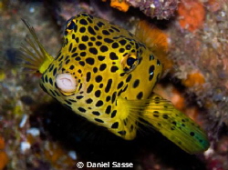 Kiss Me! 
Yellow Boxfish taken at the Phi Phi Islands on... by Daniel Sasse 